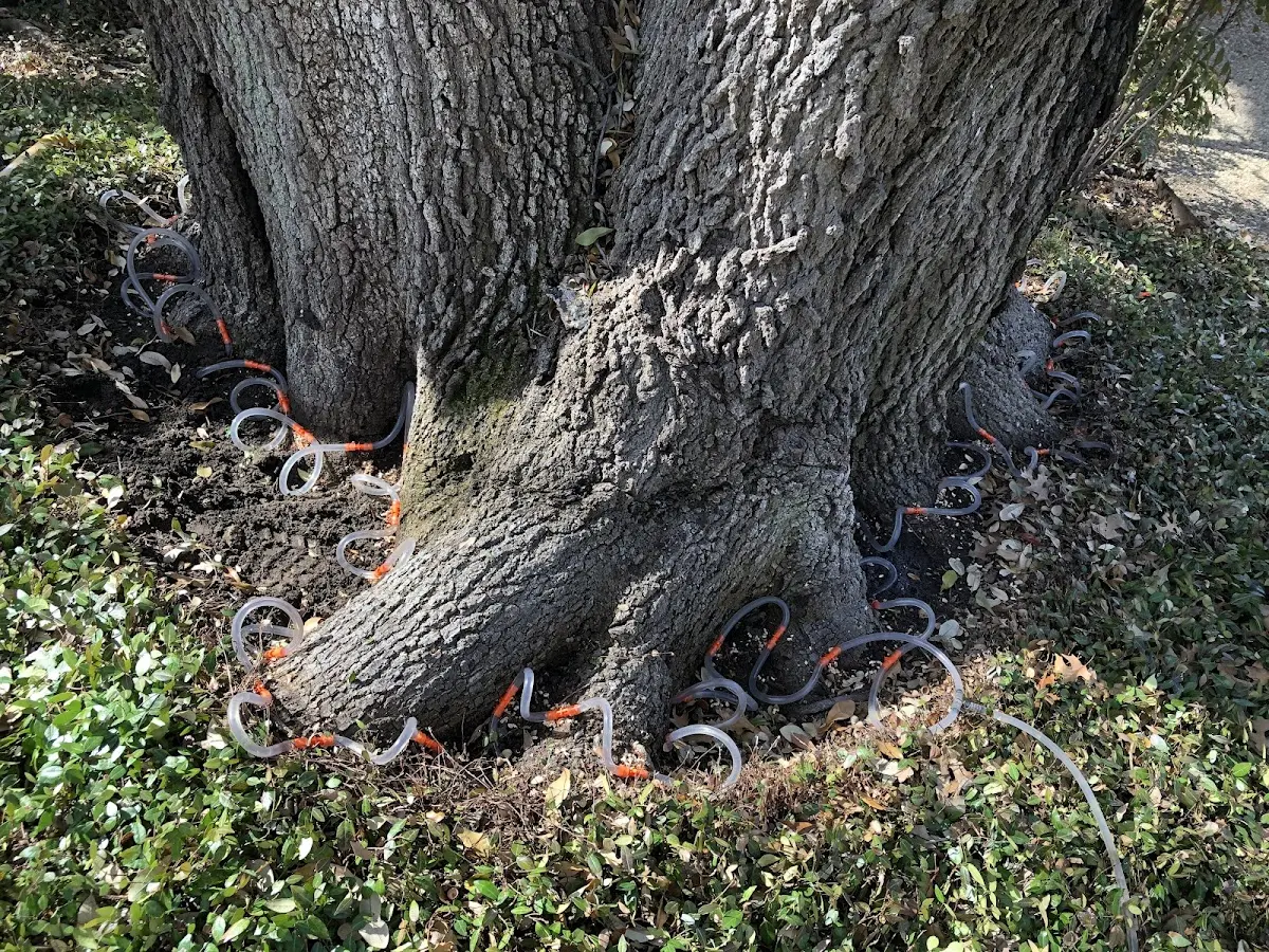 Detailed Tree Cabling and Bracing job site in Carlin