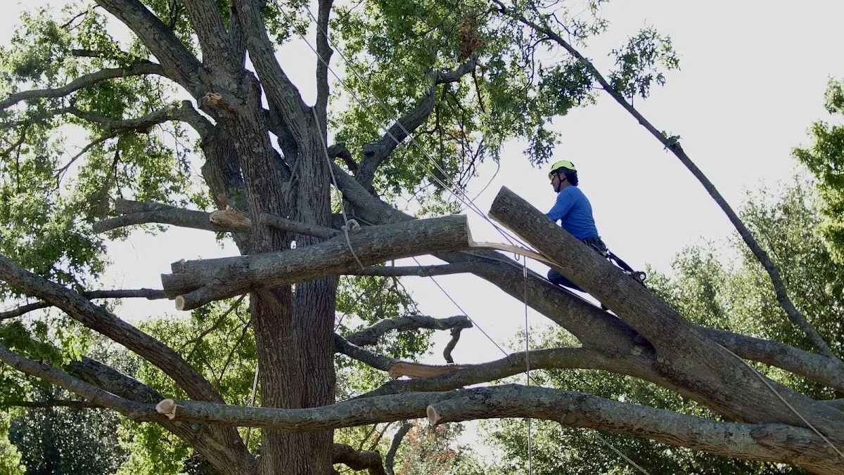 Professional Crown Thinning performed by certified arborists in Carlin